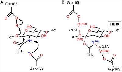 High-Efficiency Secretion and Directed Evolution of Chitinase BcChiA1 in Bacillus subtilis for the Conversion of Chitinaceous Wastes Into Chitooligosaccharides